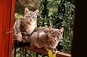 Basilicata - our sojourn for 7 weeks-3-kittens - long stay