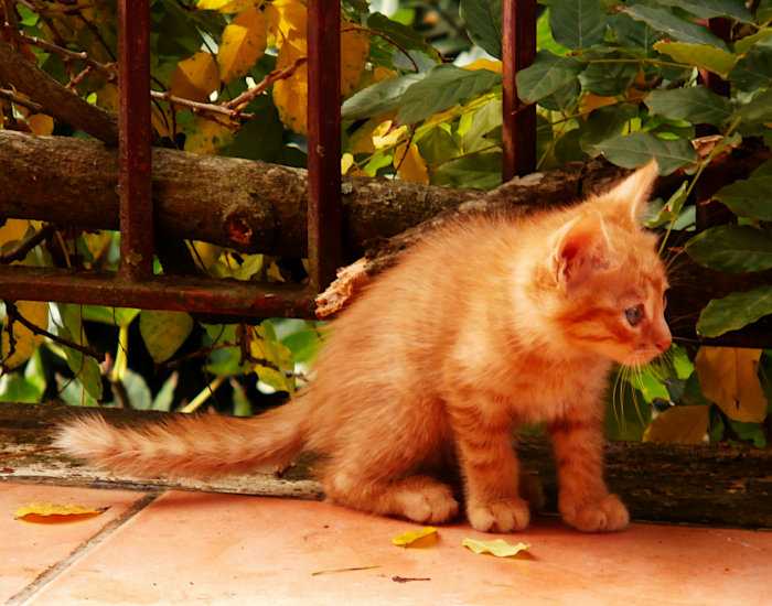 Rainy day discoveries-One of the many Kittens