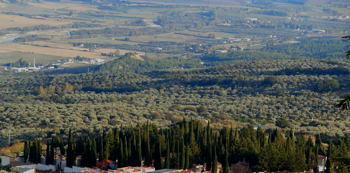 Ferrandina - City of vultures & brigands - Olive groves & arable fields in the distance