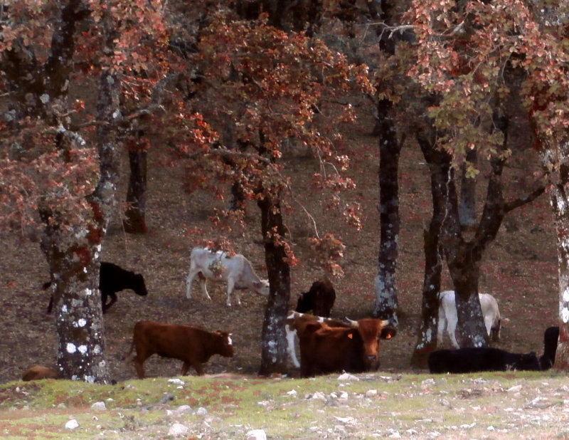 Journey to Carini - Cattle of the Parco Dei Nebrodi