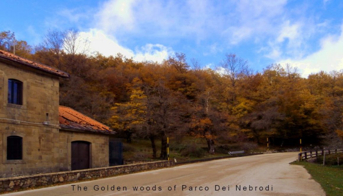 Journey to Carini - Golden woods of Parco Dei Nebrodi