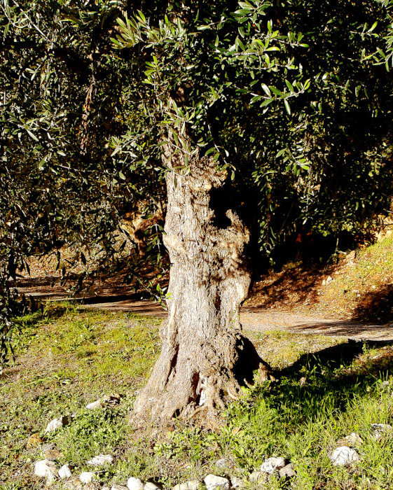 CASTROVILLARI - Old Olive Tree