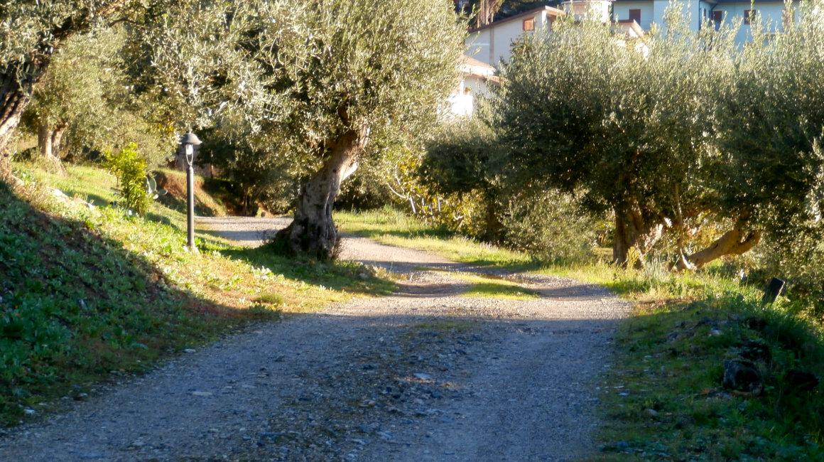 CASTROVILLARI - The track winding between olive trees