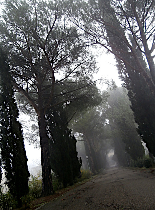 Orvieto - Misty Driveway