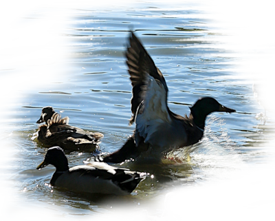 La Ferte St Aubin - Ducks in the moat
