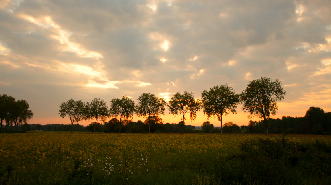 Blois - Evening glow over rapeseed fields