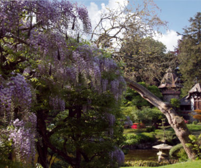 Magical Japanese Garden - Feature image