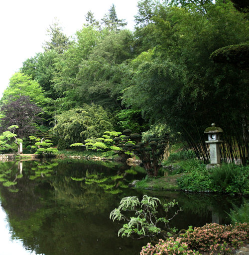 Magical Japanese Garden - Manicured Tree 2