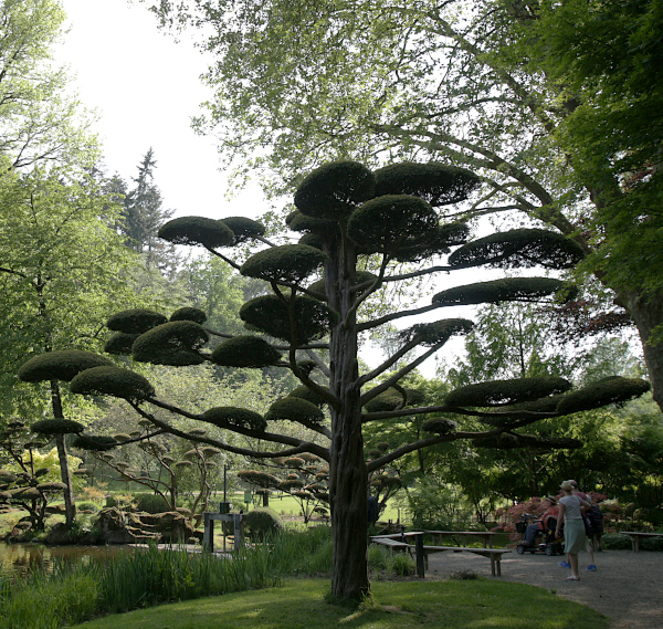 Magical Japanese Garden - Manicured Tree