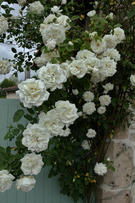 Discovery near Melle - White Roses near the entrance to Chateau Dampierre